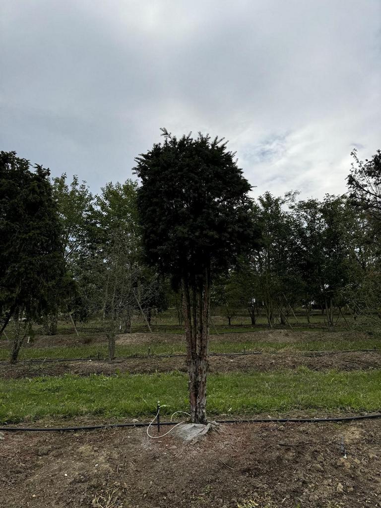 Taxus baccata Schirmform