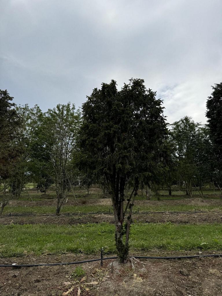 Taxus baccata Schirmform