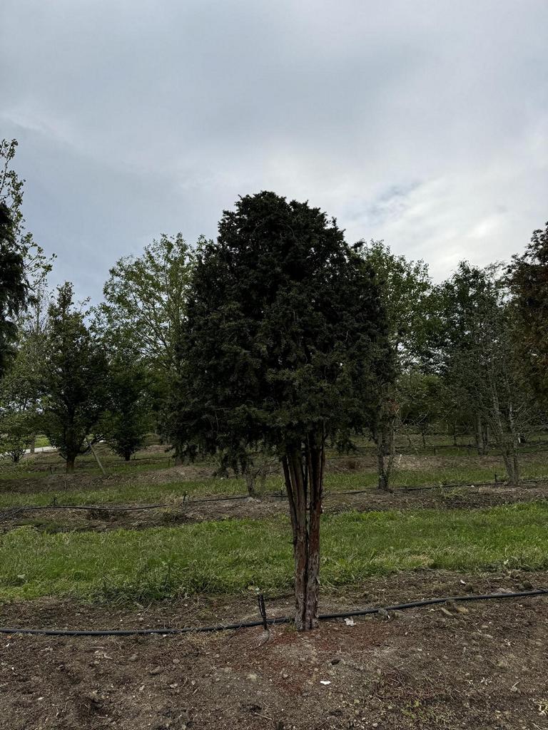 Taxus baccata Schirmform