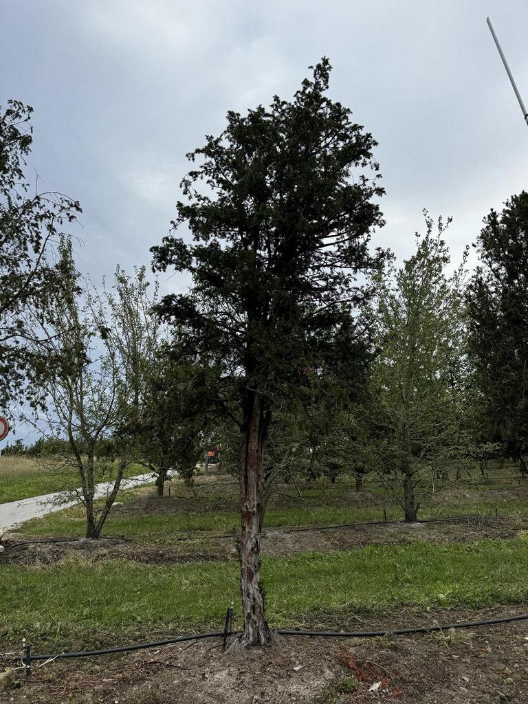 Taxus baccata Schirmform