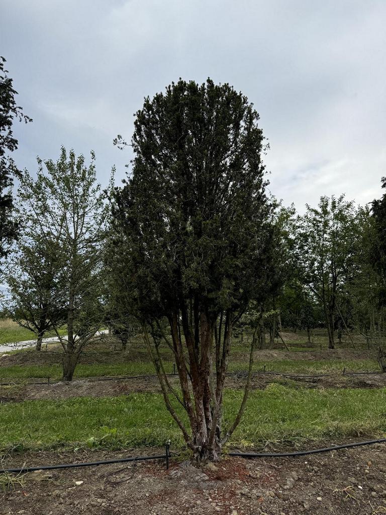 Taxus baccata Schirmform
