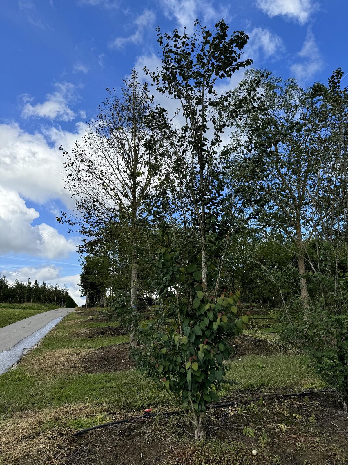 Cercidiphyllum japonicum