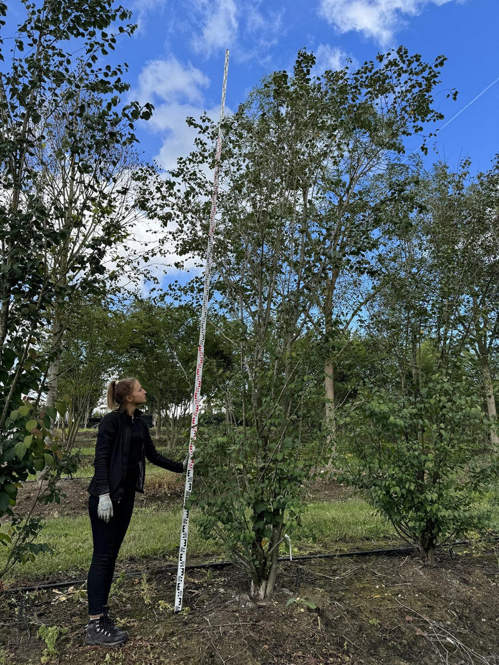 Cercidiphyllum japonicum