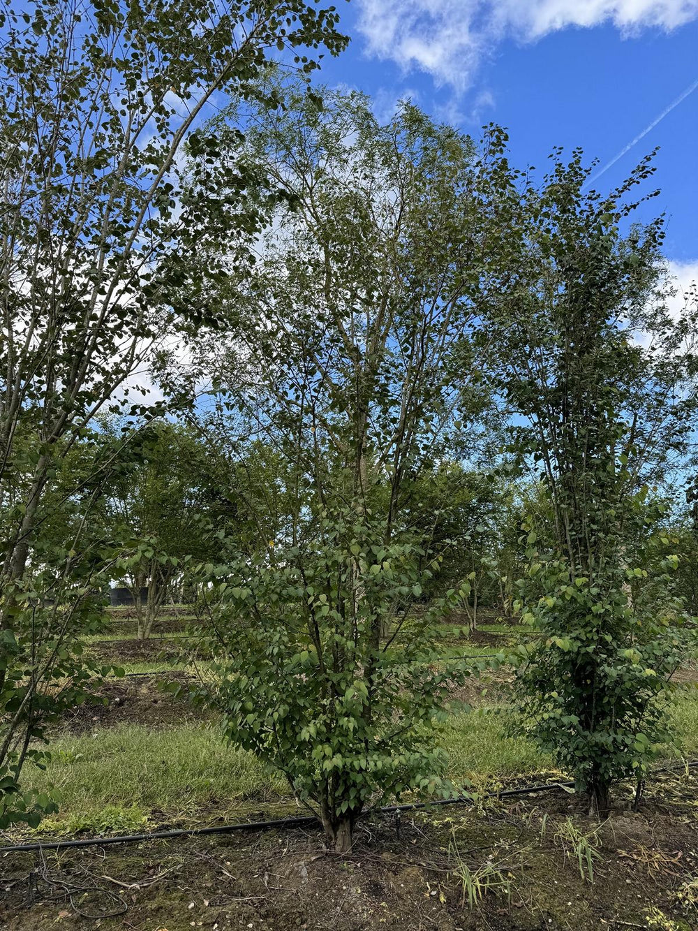 Cercidiphyllum japonicum