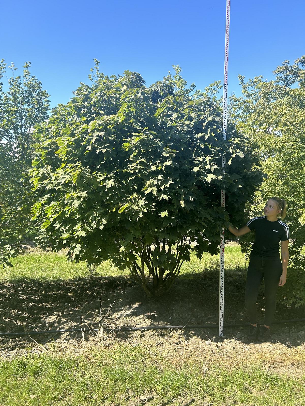 Acer platanoides 'Globosum'