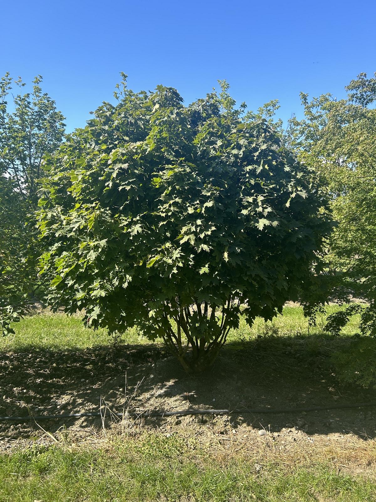 Acer platanoides 'Globosum'