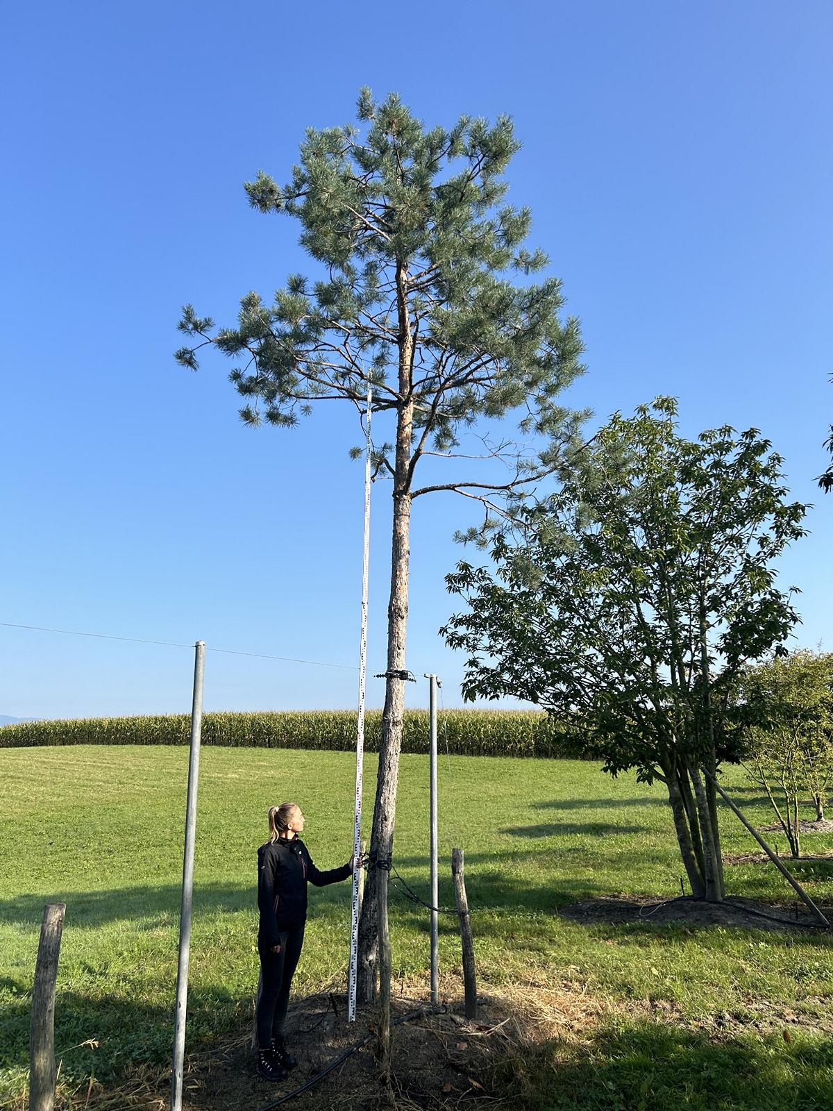 Pinus sylvestris