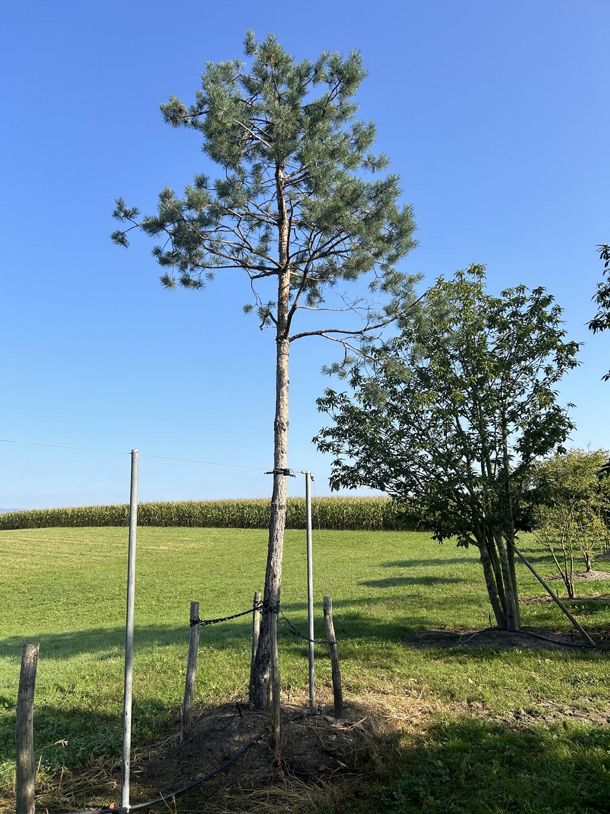 Pinus sylvestris