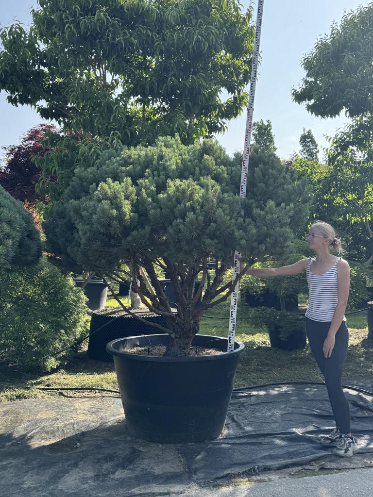 Pinus sylvestris 'Watereri' dachförmig