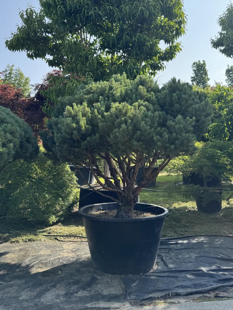 Pinus sylvestris 'Watereri' dachförmig