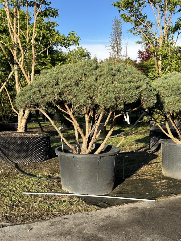 Pinus sylvestris 'Watereri' dachförmig