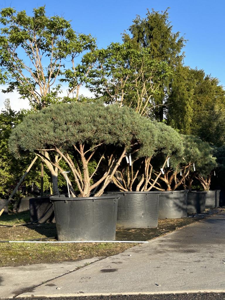 Pinus sylvestris 'Watereri' dachförmig