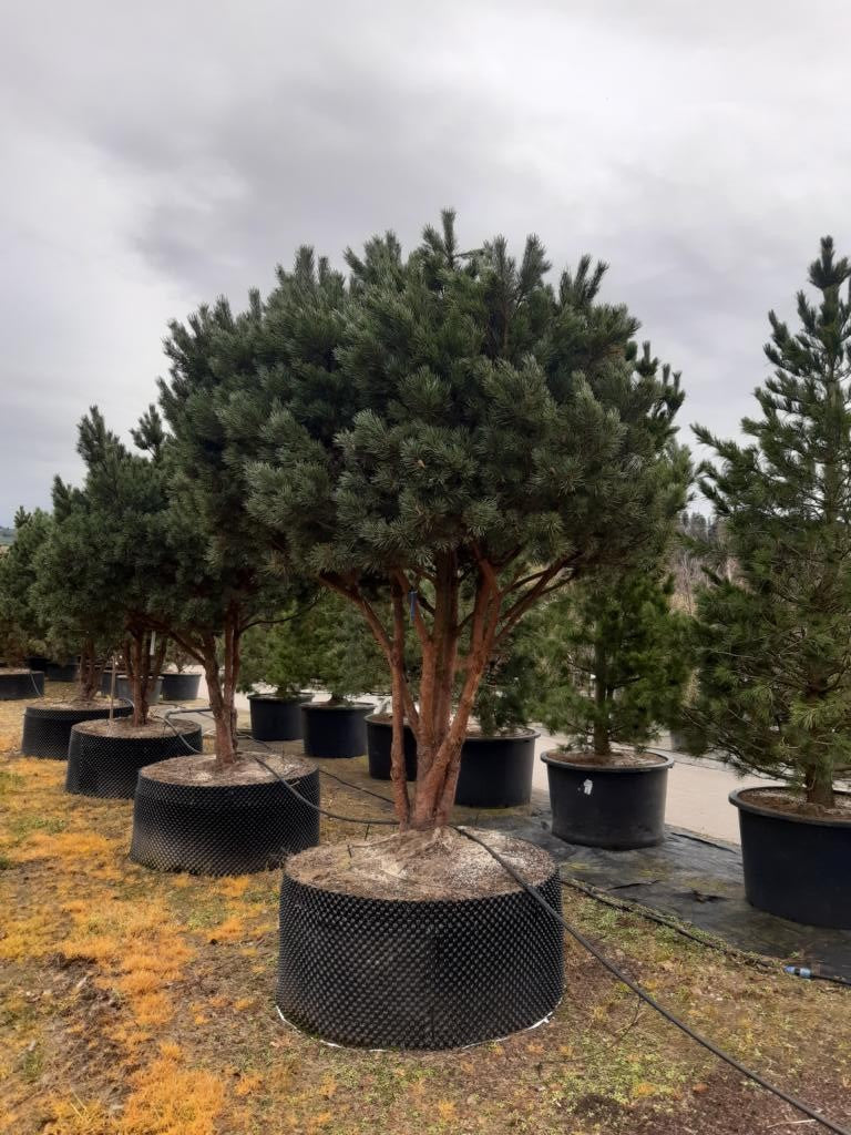 Pinus sylvestris 'Watereri' dachförmig