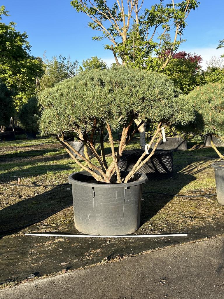 Pinus sylvestris 'Watereri' dachförmig