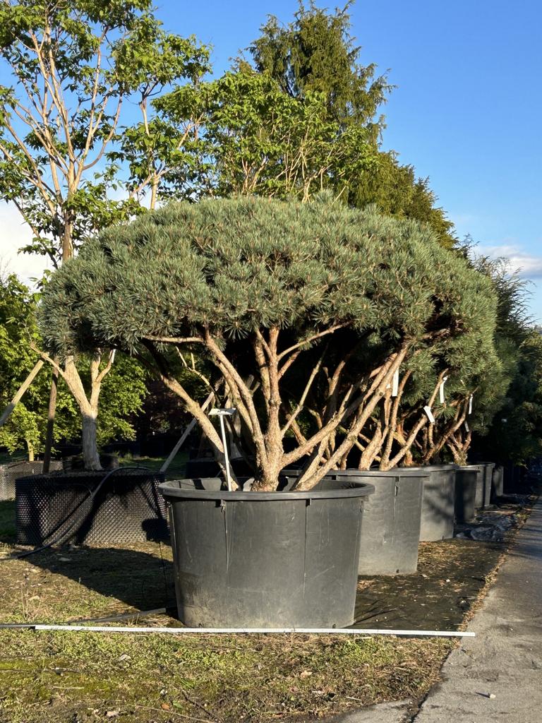 Pinus sylvestris 'Watereri' dachförmig