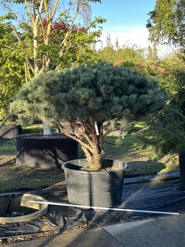 Pinus sylvestris 'Watereri' dachförmig