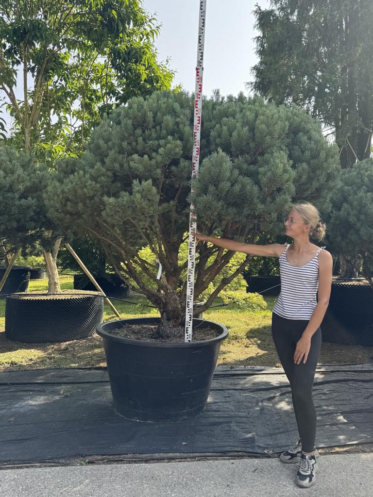 Pinus sylvestris 'Watereri' dachförmig