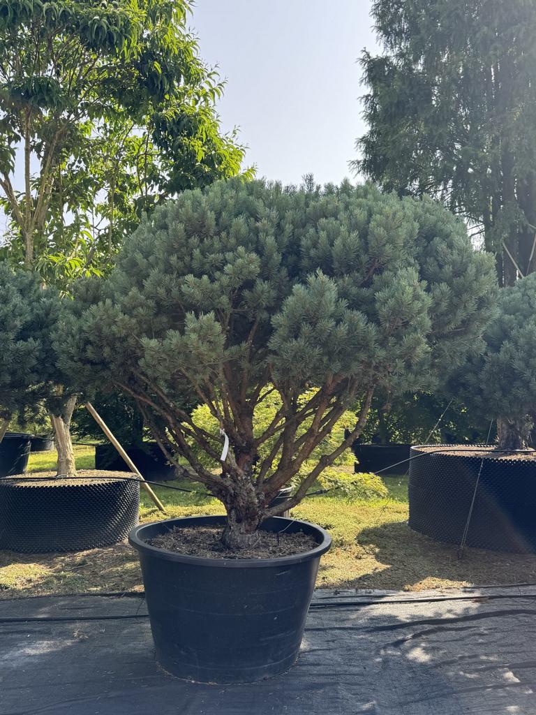 Pinus sylvestris 'Watereri' dachförmig