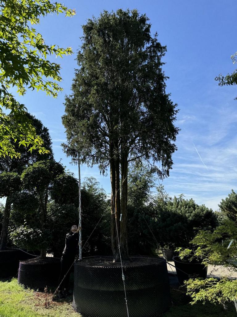 Taxus baccata Schirmform