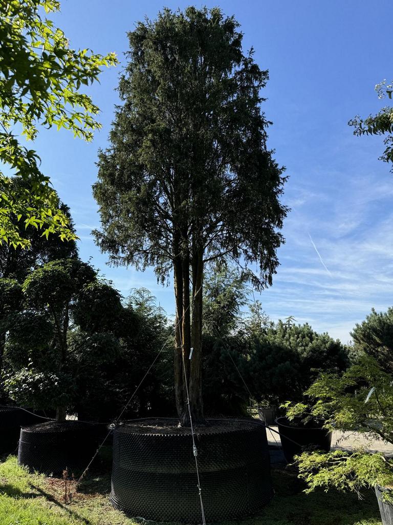 Taxus baccata Schirmform