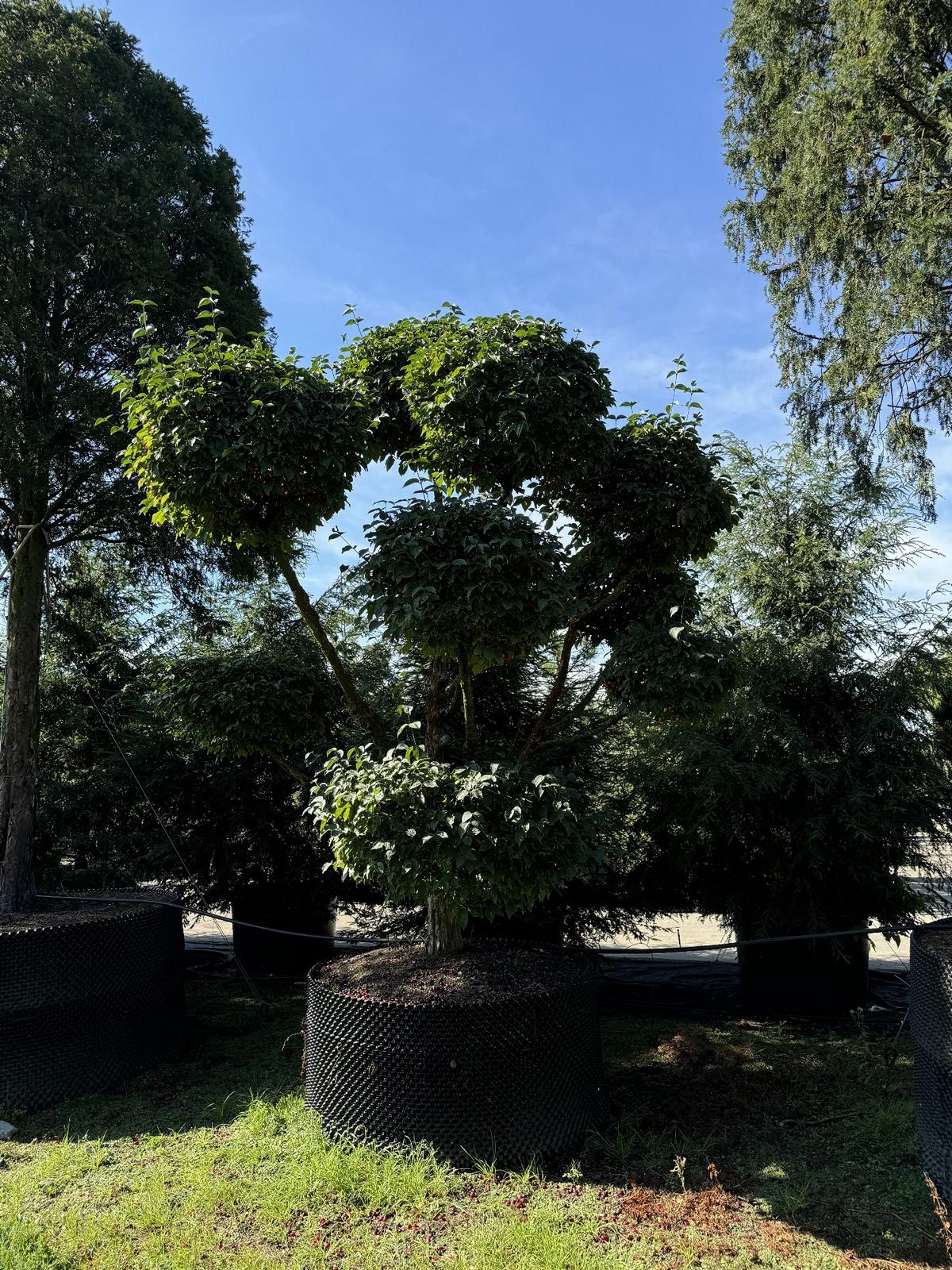 Cornus mas Bonsai