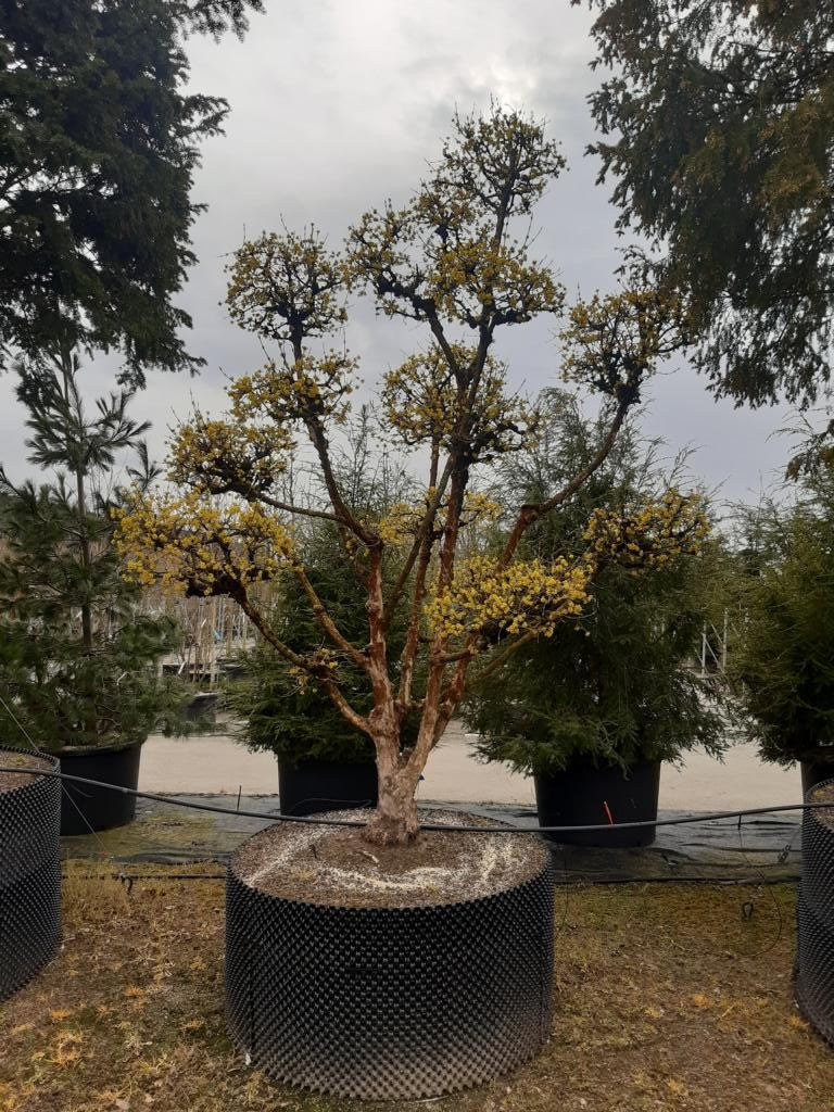 Cornus mas Bonsai