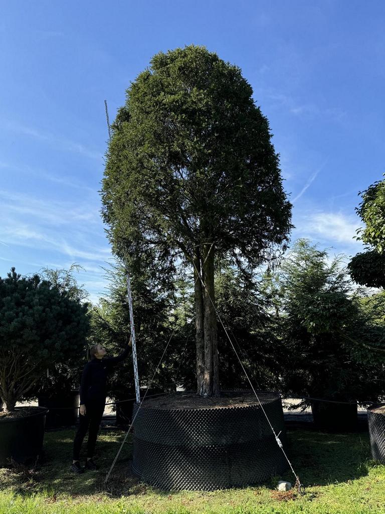 Taxus baccata Schirmform