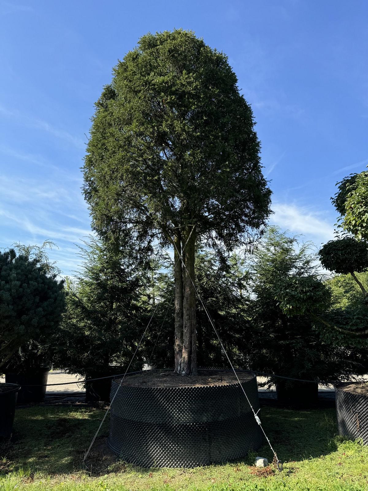 Taxus baccata Schirmform