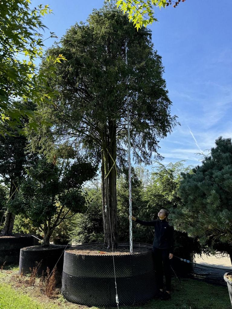 Taxus baccata Schirmform