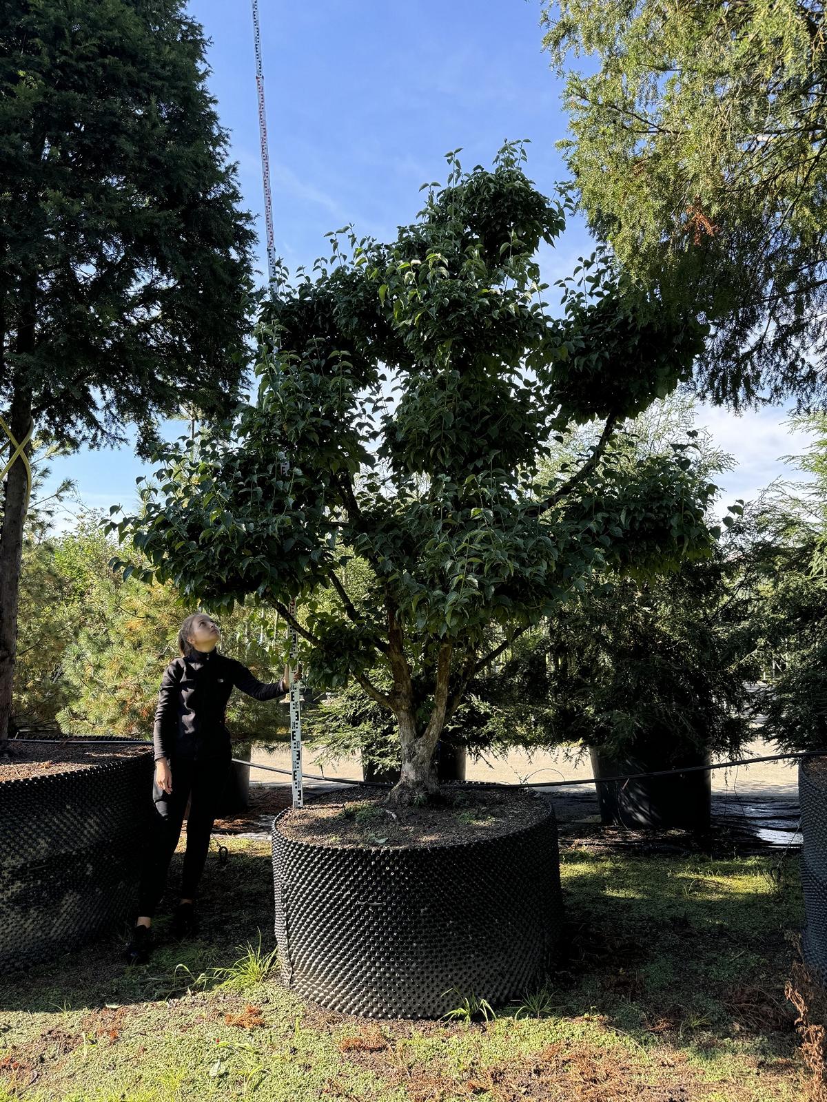 Cornus mas Bonsai