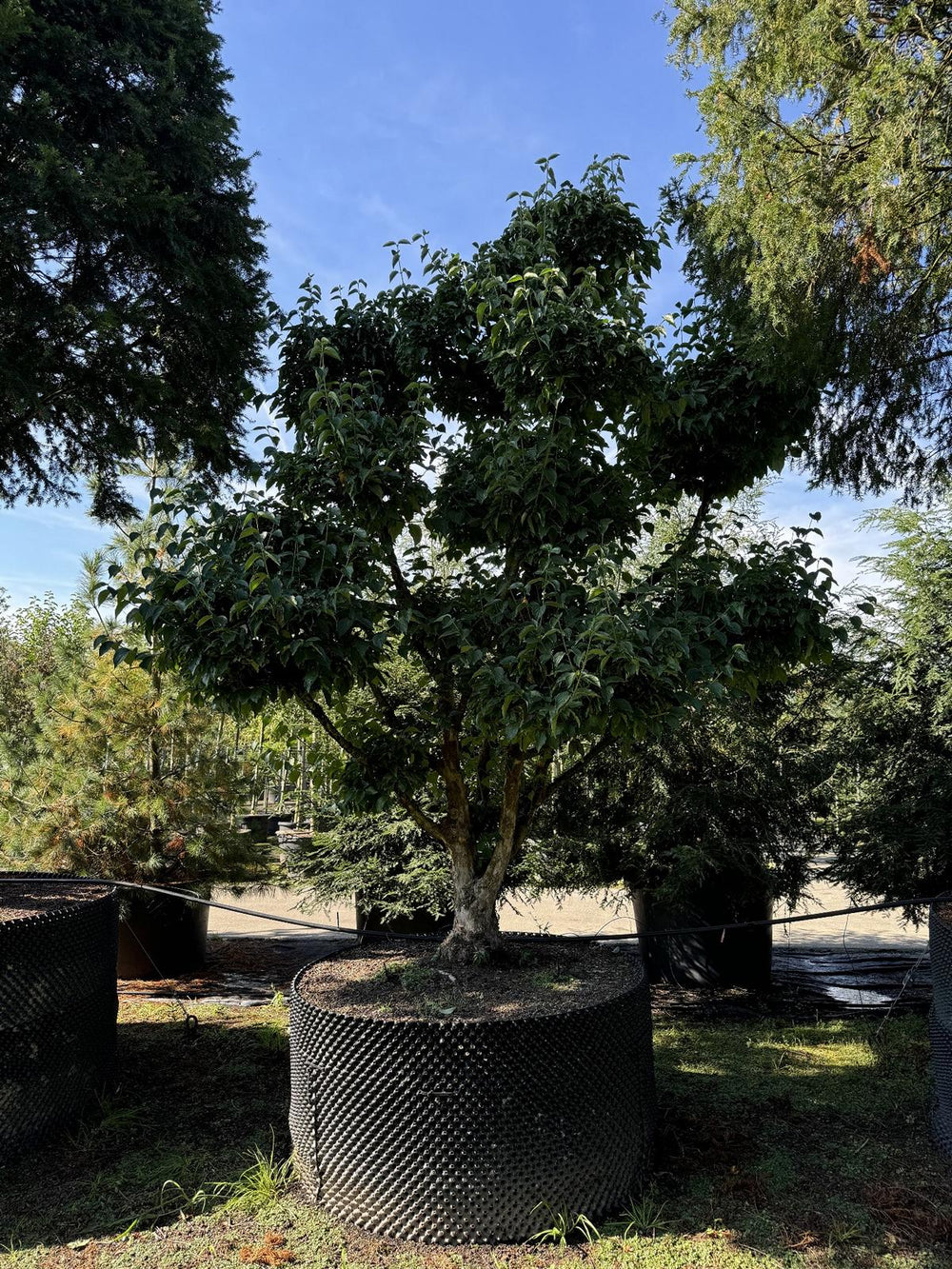 Cornus mas Bonsai