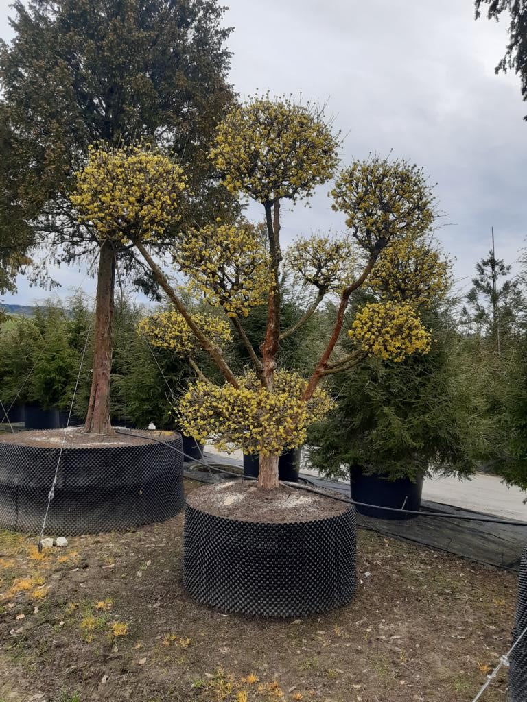 Cornus mas Bonsai