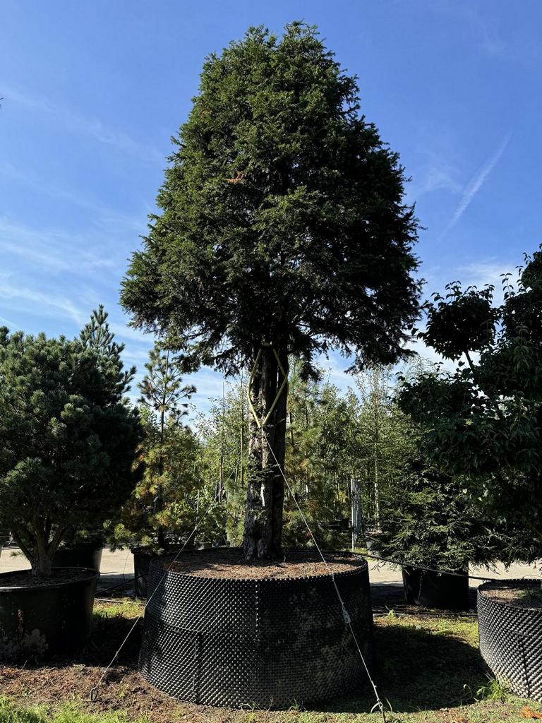 Taxus baccata Schirmform