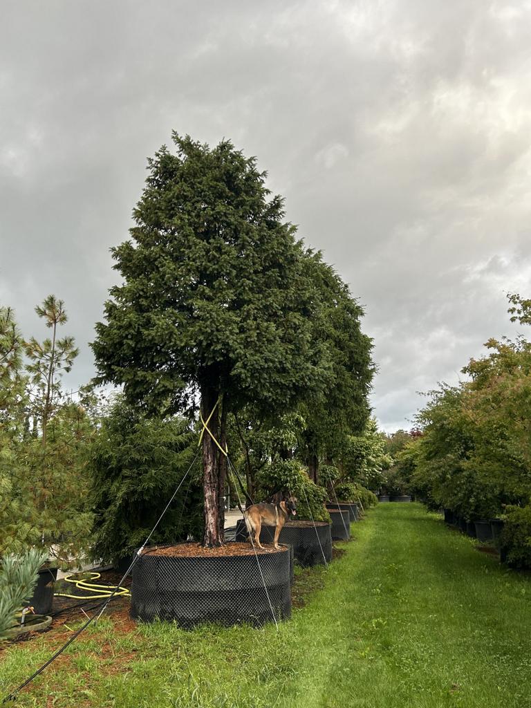 Taxus baccata Schirmform