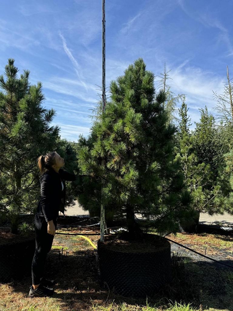 Pinus cembra