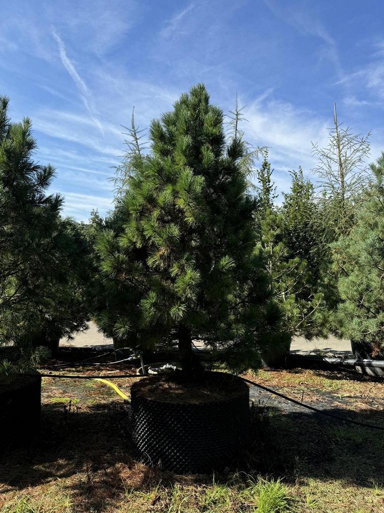 Pinus cembra