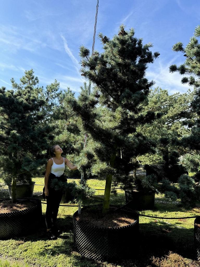 Pinus parviflora 'Glauca'