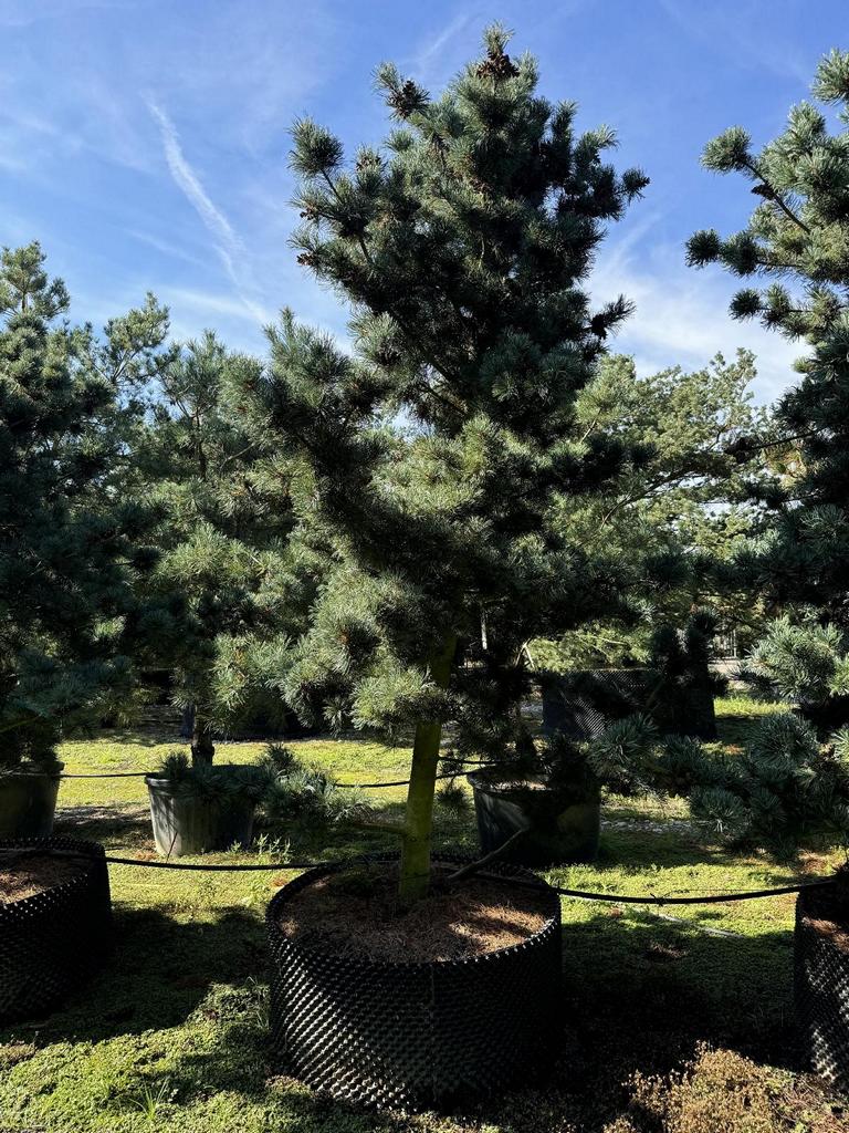 Pinus parviflora 'Glauca'