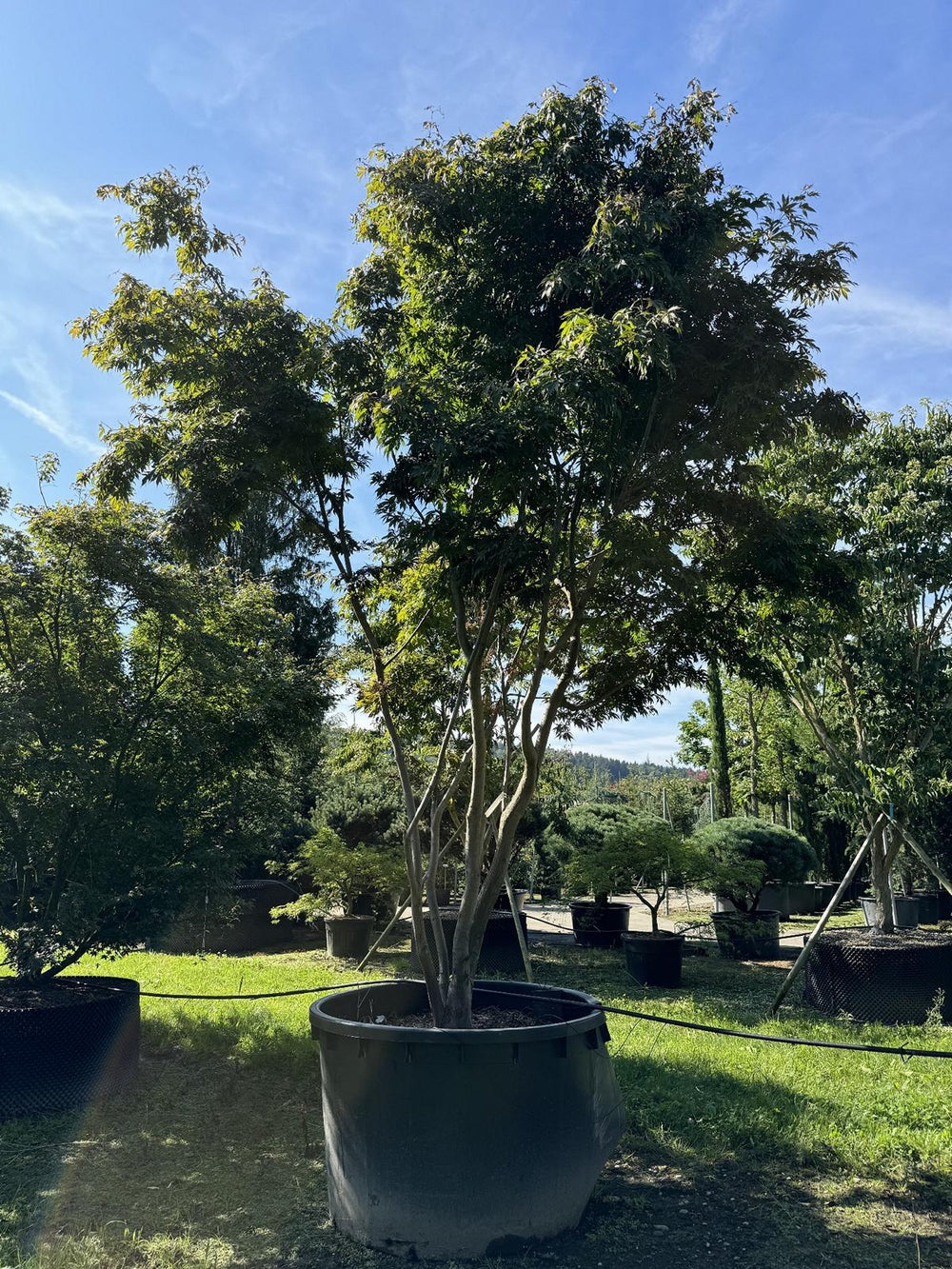 Acer palmatum 'Bloodgood'