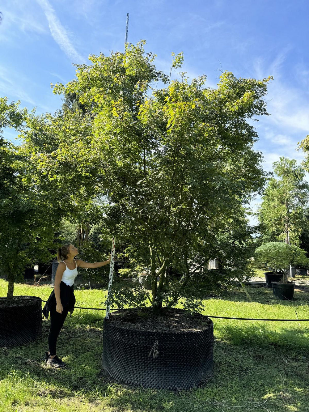 Acer palmatum