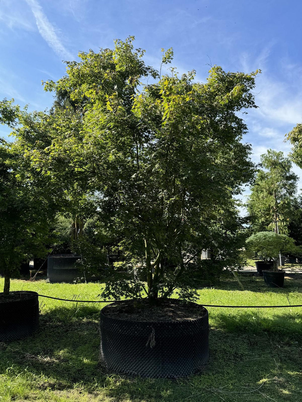 Acer palmatum