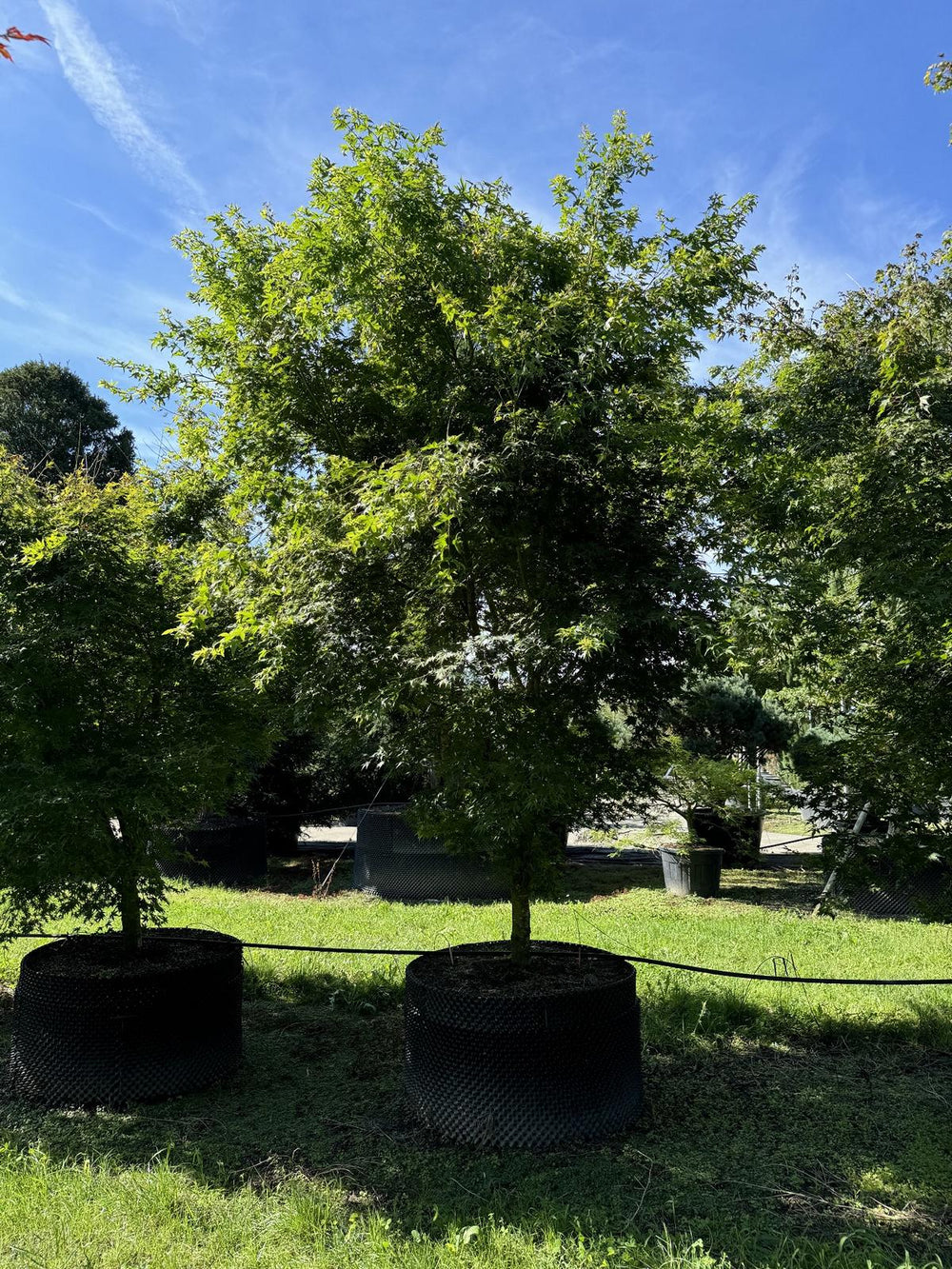 Acer palmatum