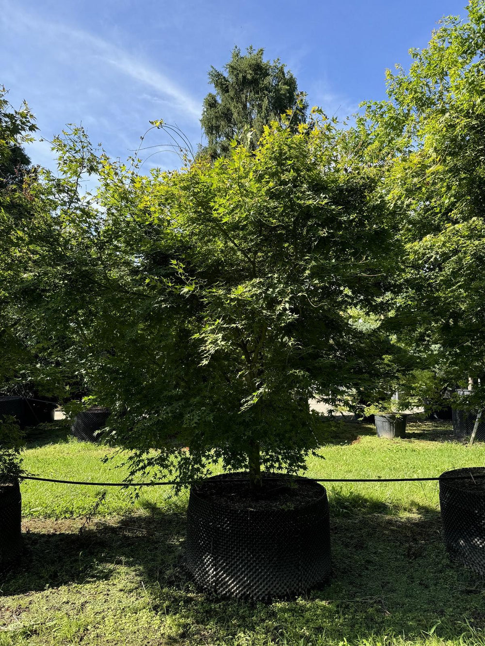 Acer palmatum