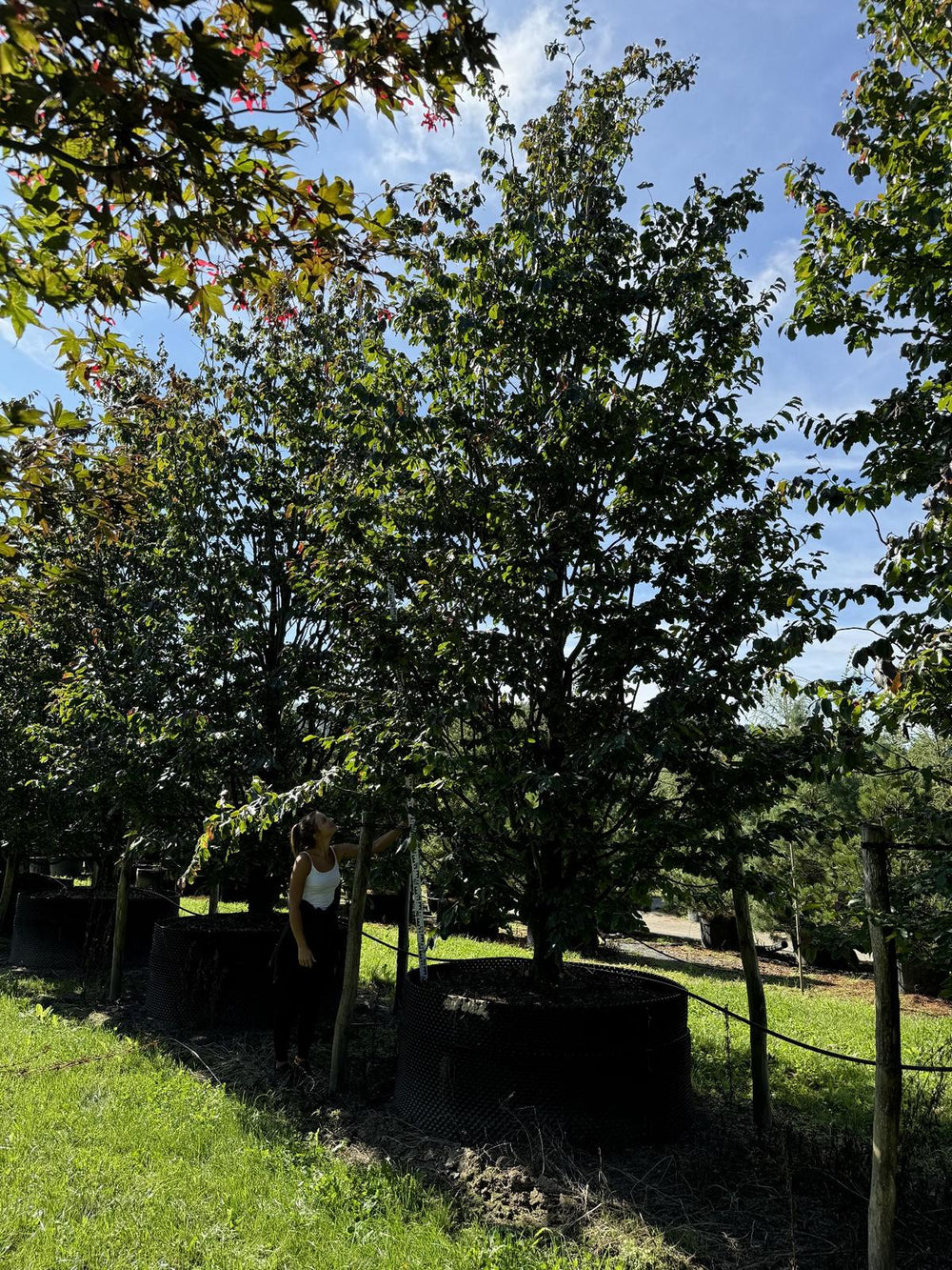 Parrotia persica