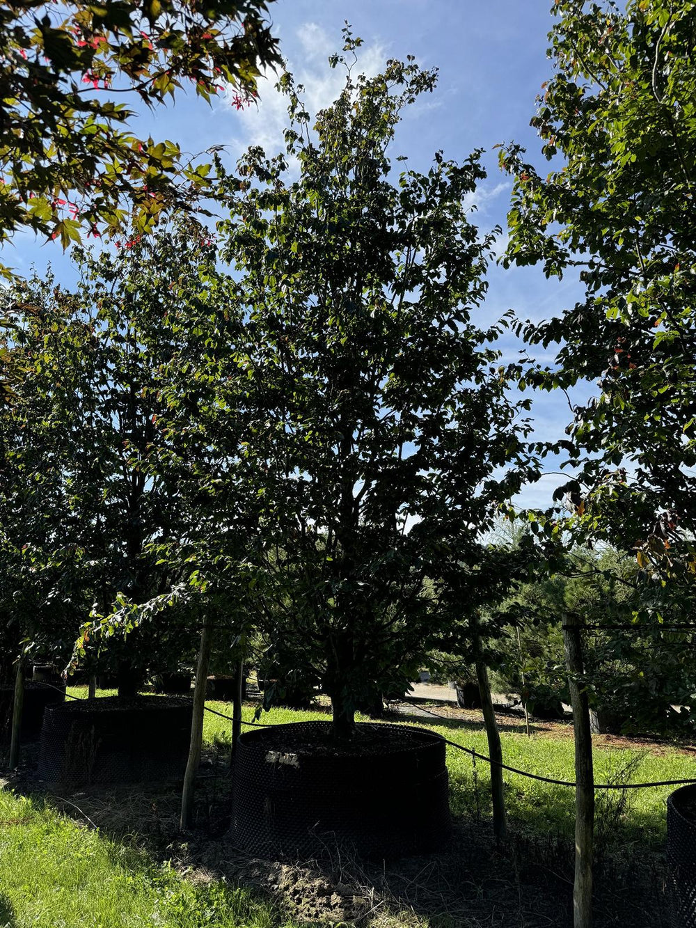 Parrotia persica