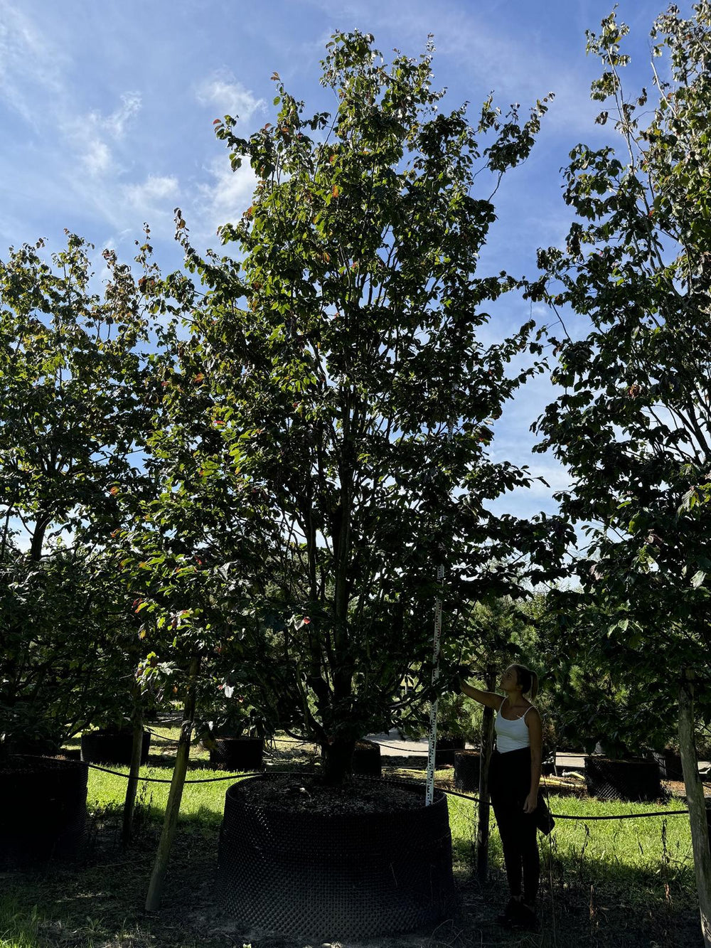 Parrotia persica