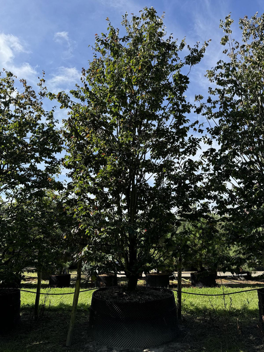 Parrotia persica