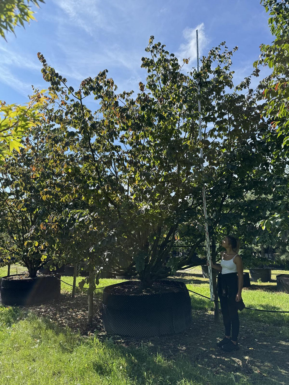 Parrotia persica