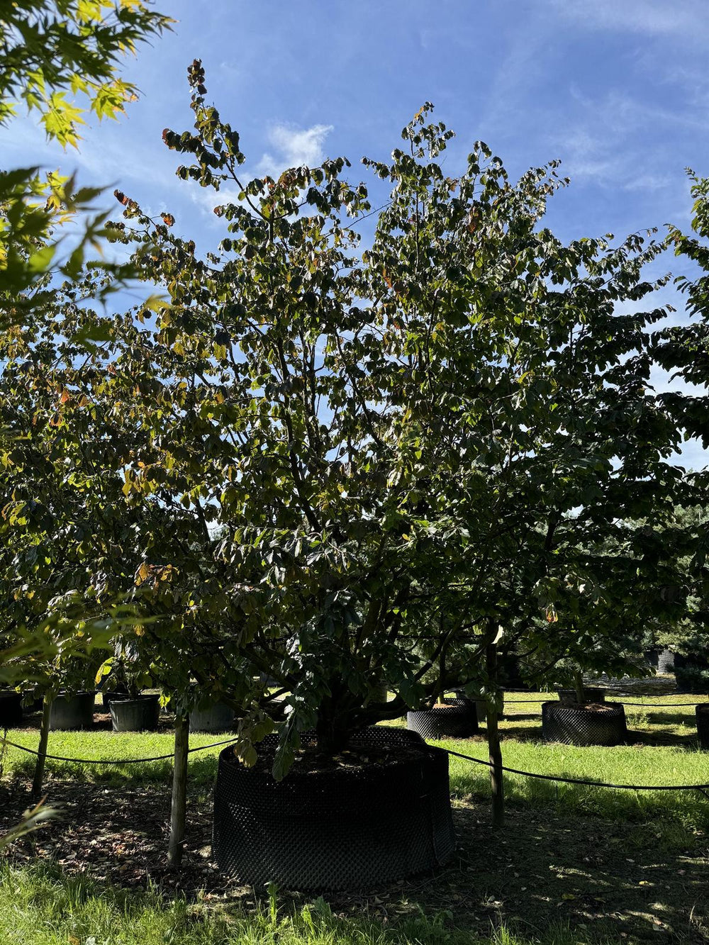 Parrotia persica