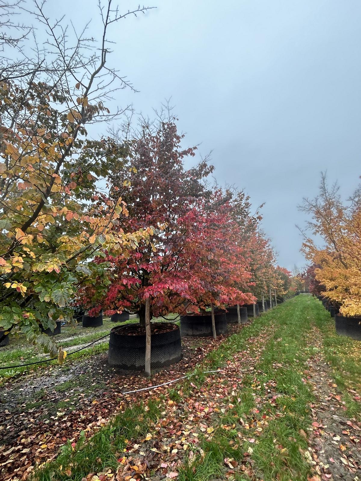 Parrotia persica